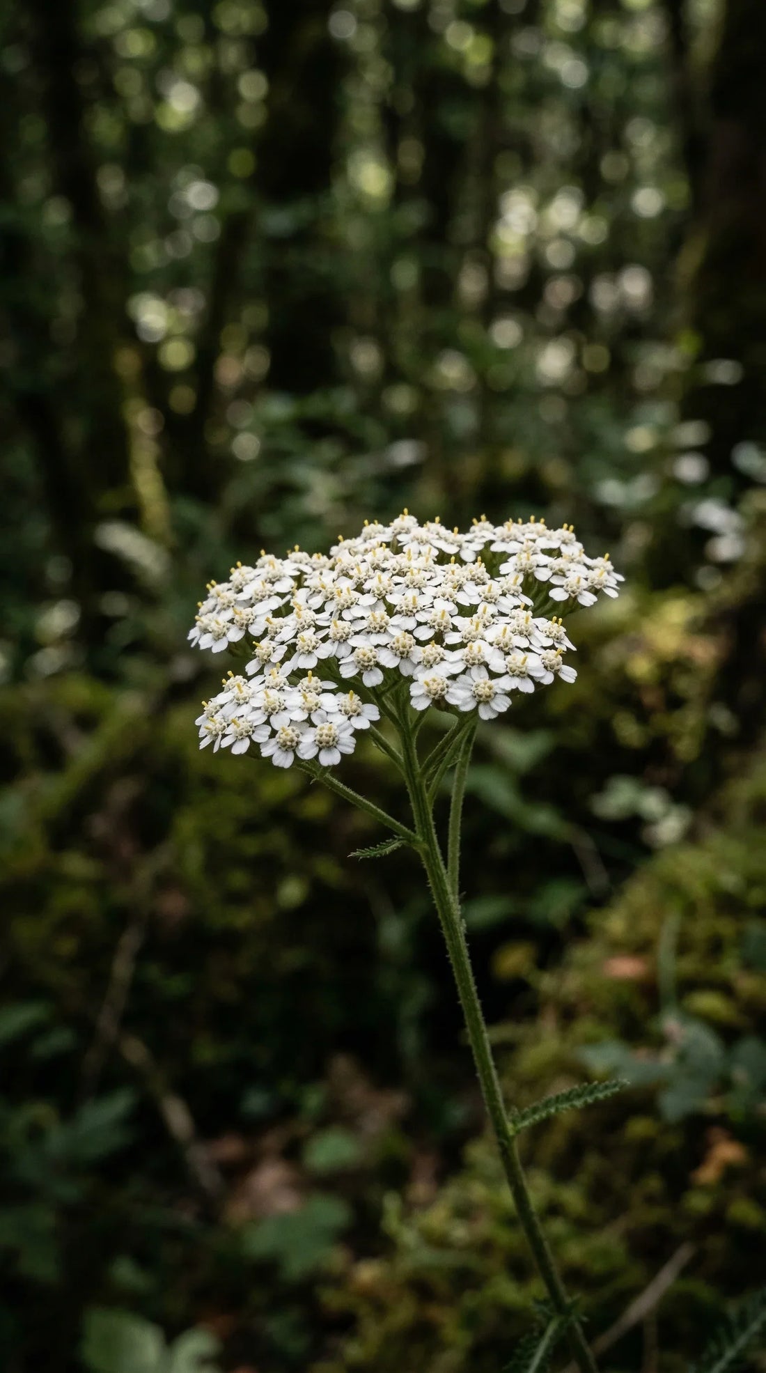 Duizendblad bij menstruatieklachten: wat werkt echt?